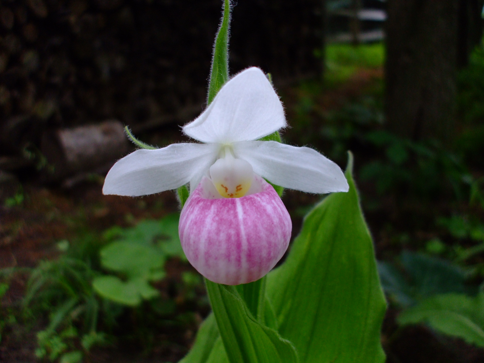 Cypripedium reginae